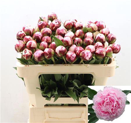 <h4>Paeo L Sara Bernhard</h4>