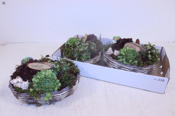 <h4>ARR SEMPERVIVUM</h4>