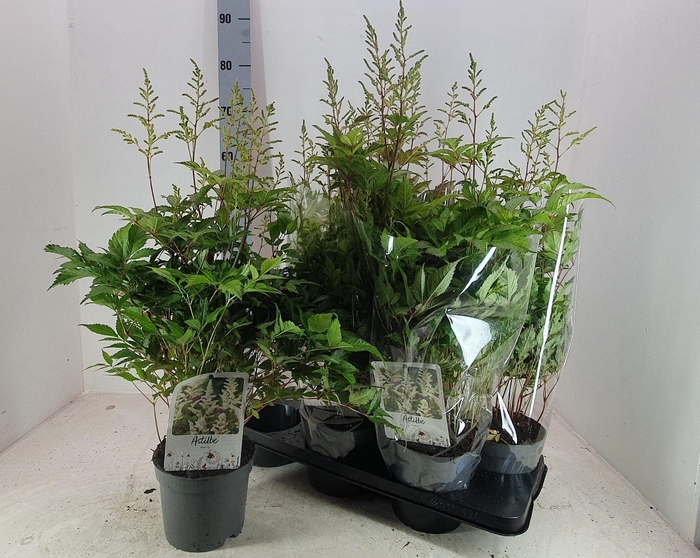 <h4>ASTILB J WASHINGTON</h4>