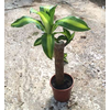 Dracaena overig