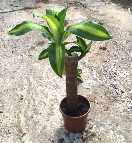 Dracaena overig