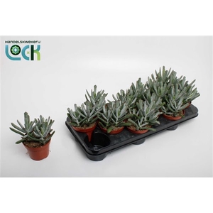 cotyledon Octopus