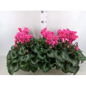 Cyclamen GR 'Halios Curly'