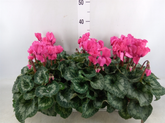 <h4>Cyclamen GR 'Halios Curly'</h4>