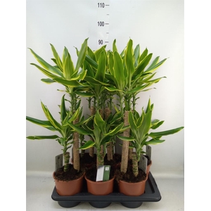 Dracaena frag. 'Golden Coast'