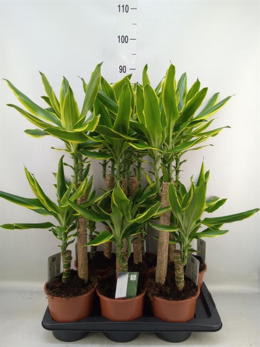 <h4>Dracaena frag. 'Golden Coast'</h4>