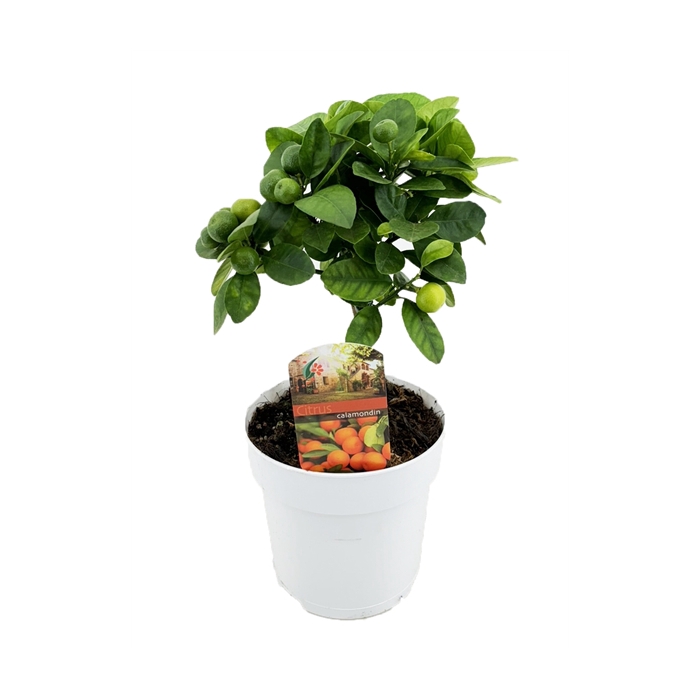 <h4>Citrus calamondin</h4>