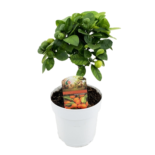 <h4>Citrus calamondin</h4>