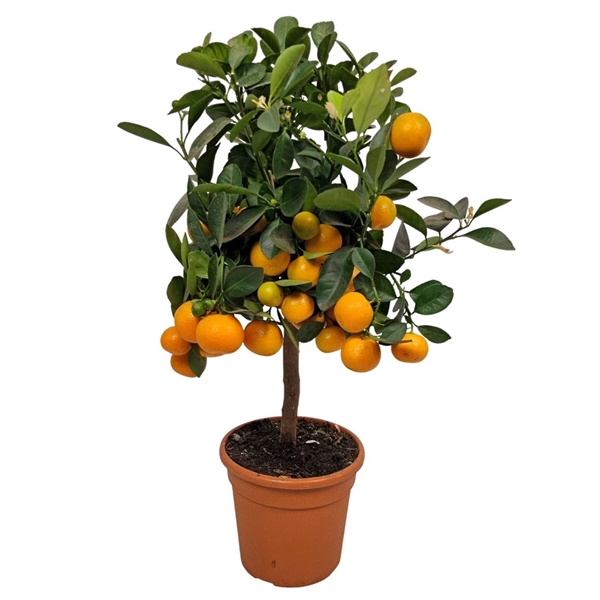 <h4>Citrus Calamondin Stem</h4>