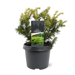 Taxus baccata 'Summergold'