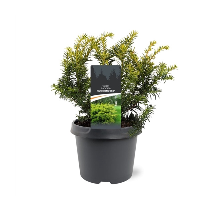 <h4>Taxus baccata 'Summergold'</h4>