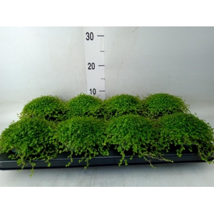 Soleirolia soleirolii   ...green