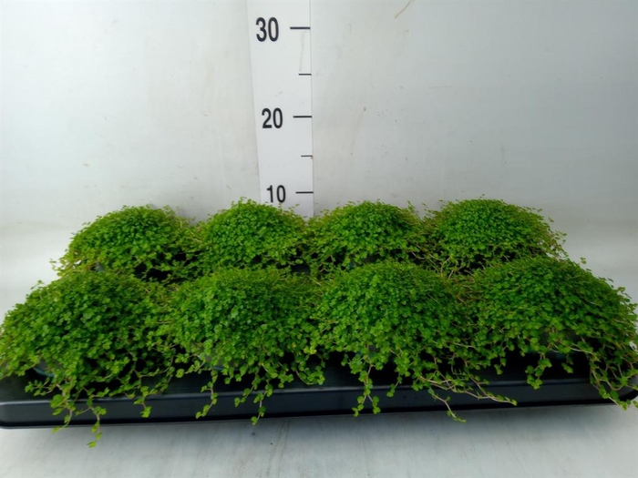 <h4>Soleirolia soleirolii   ...green</h4>