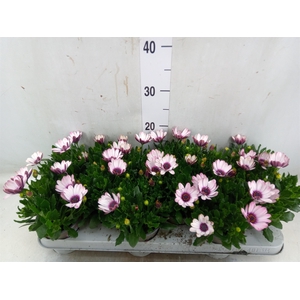 Osteospermum  'Margarita Eclips 20'