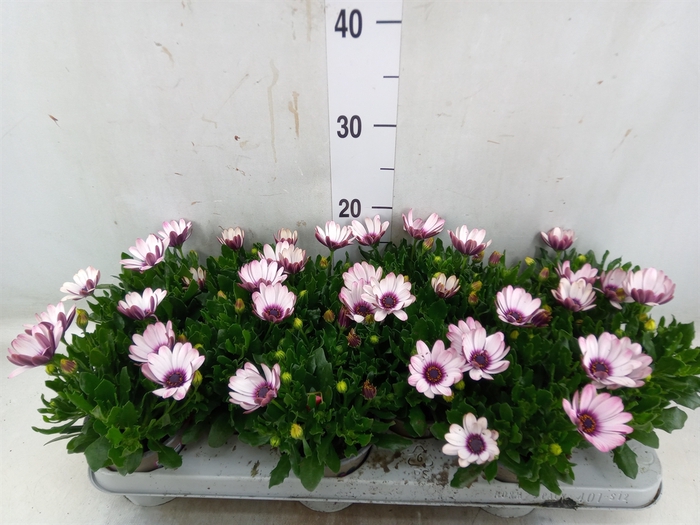 <h4>Osteospermum  'Margarita Eclips 20'</h4>