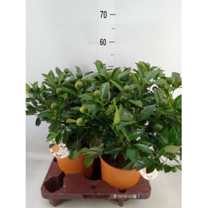 Citrofortunella mic.