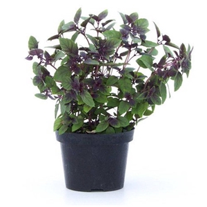 MANJERICAO ROXO P15