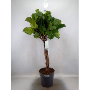 Ficus lyrata