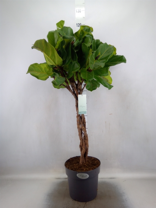 <h4>Ficus lyrata</h4>