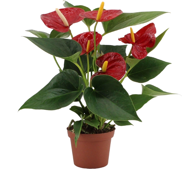 <h4>Anthurium Diamond Red in transparant sleeve</h4>