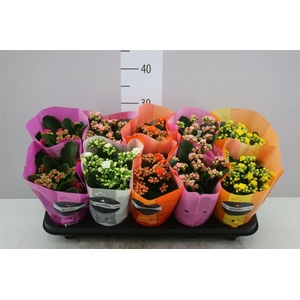 Kalanchoe Calandiva Mix