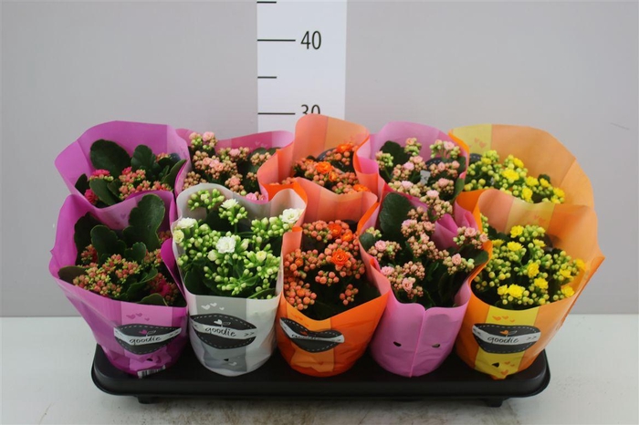 <h4>Kalanchoe Calandiva Mix</h4>