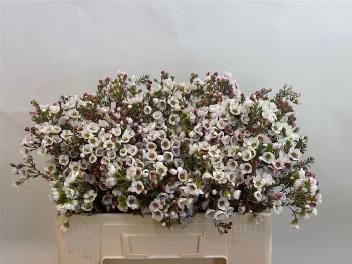 <h4>CHAME MOONL DELIGHT</h4>