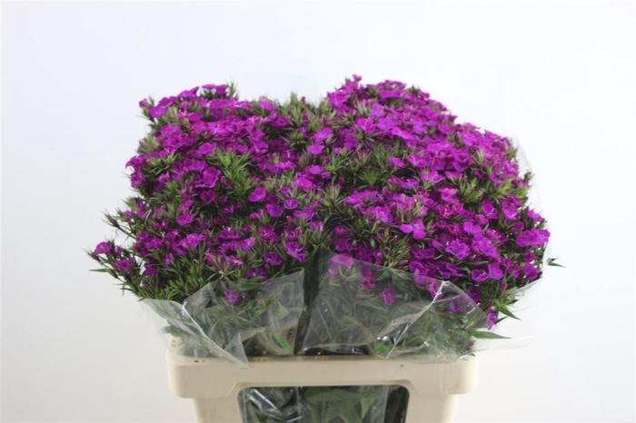 <h4>Di Barb Neon Purple</h4>