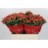 Hypericum Sweet Romance