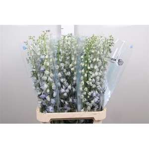 Delph Du Mag F Skyblue Wb