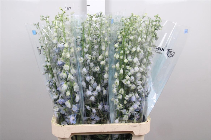 <h4>Delph Du Mag F Skyblue Wb</h4>