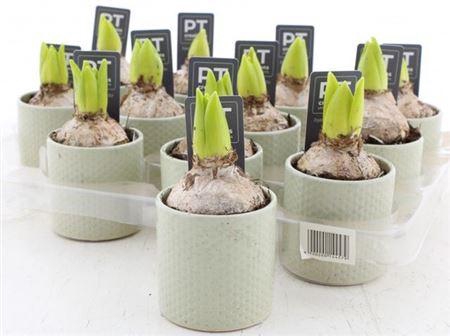 <h4>Arr Hyacinth</h4>