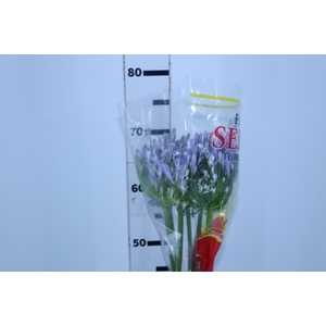 AGAPANTHUS AZUL 070 CM