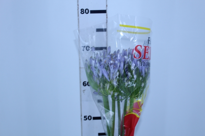 AGAPANTHUS AZUL 070 CM