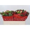 Hypericum Rainbow Romance