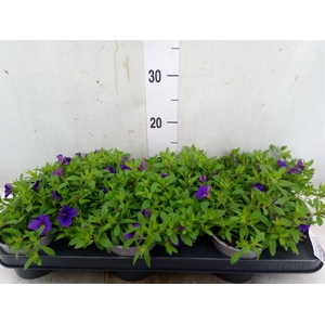 Calibrachoa  'Minifam Dk Blue'