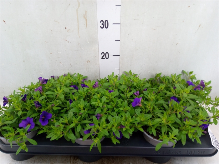 <h4>Calibrachoa  'Minifam Dk Blue'</h4>
