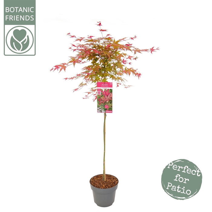 <h4>Acer palmatum 'Beni-Maiko'</h4>