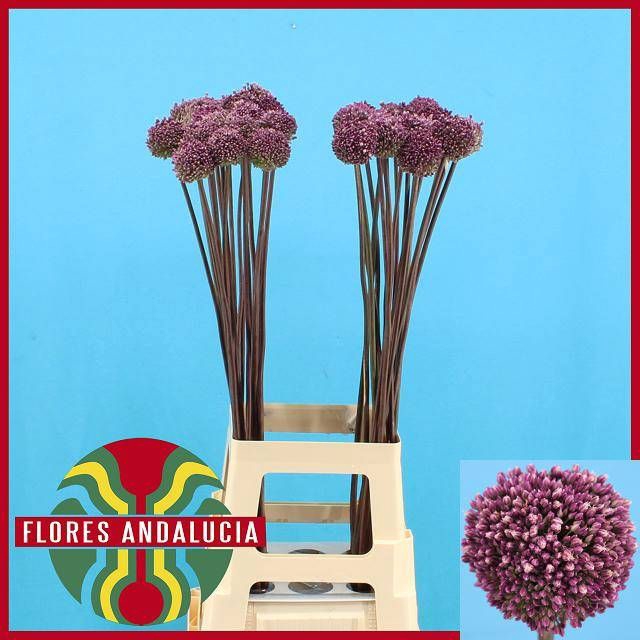 <h4>ALLIUM SUMMER DRUMME</h4>