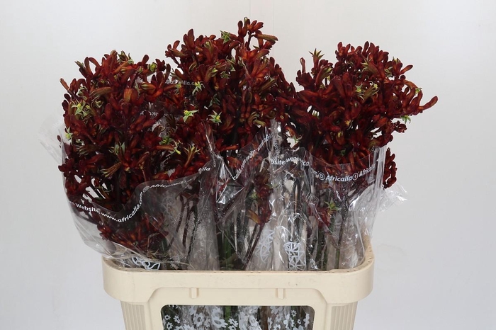 <h4>Kangaroo Paw Early Spring</h4>