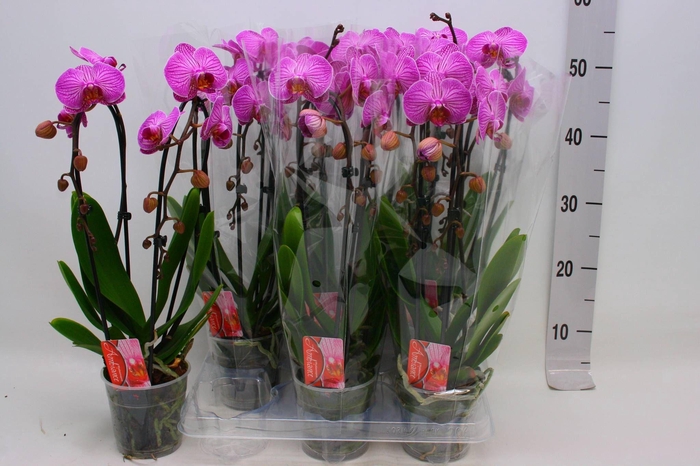 <h4>PHAL CASCADE PINK 2 TAK</h4>