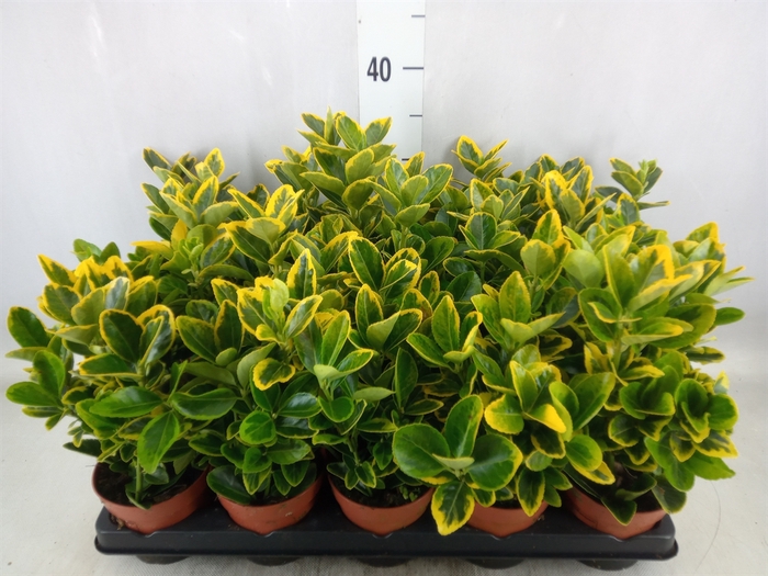 <h4>Euonymus japon. 'Aureus'</h4>