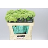 Celosia Act Verda