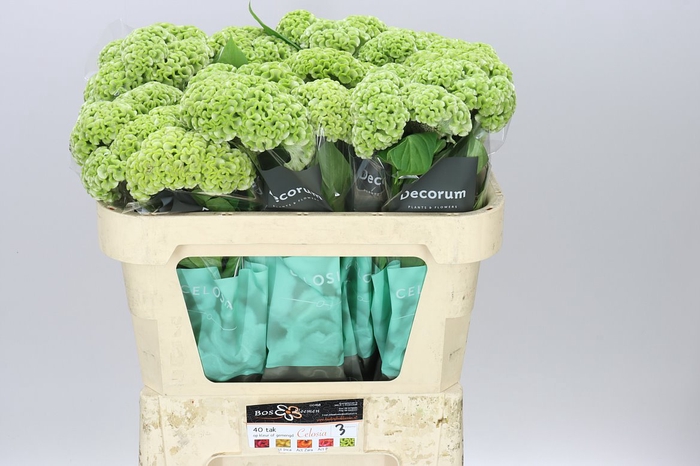 <h4>Celosia Act Verda</h4>