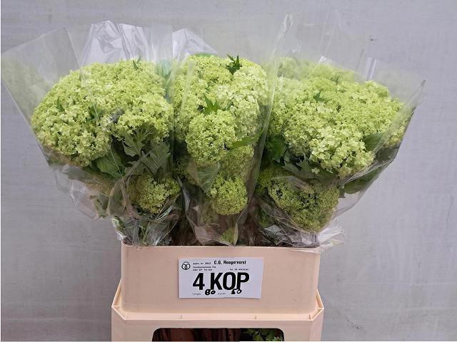 <h4>VIBURNUM ROSEUM ST</h4>