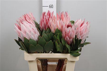 <h4>Protea Cynaroides</h4>