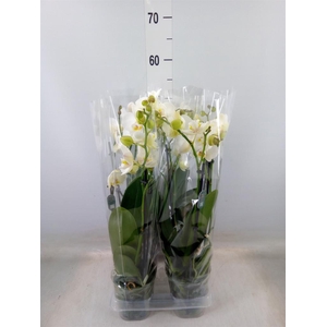 Phalaenopsis multi.   ...white