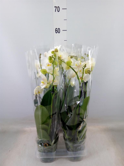 <h4>Phalaenopsis multi.   ...white</h4>