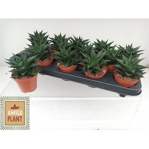 HAWO LIMIFOLIA