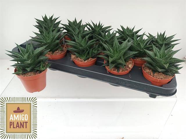 <h4>HAWO LIMIFOLIA</h4>